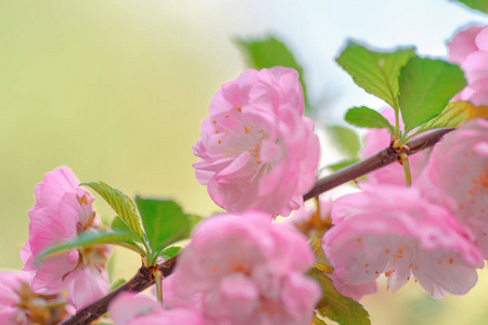 花瓣 樱桃 太阳 边境 自然 植物区系 小花 季节 粉红色