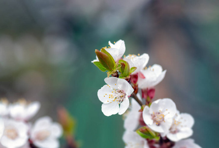 美丽的 粉红色 小花 花瓣 夏天 太阳 植物学 季节 纹理