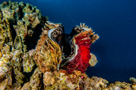 巨人 阳光 美女 海的 海洋 海景 野生动物 环境 暗礁