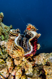 水下 深的 生态系统 动物 暗礁 潜水员 环境 美丽的 潜水