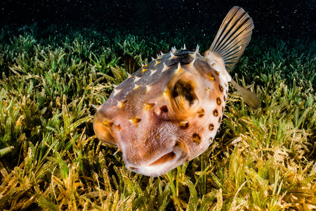 暗礁 潜水 学校 水族馆 生态系统 水下 环境 海的 生活