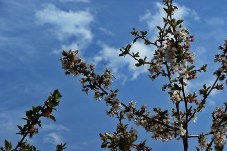 农业 梅子 花瓣 水果 新的 花园 颜色 夏天 植物学 春天