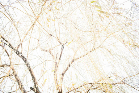 季节 自然 竹子 天空 春天 森林 夏天 树叶 美丽的 落下