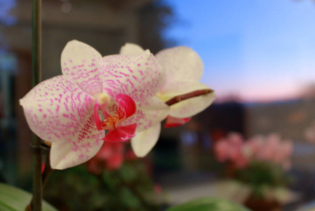 粉红色 特写镜头 植物区系 植物学 开花 自然 广告 春天