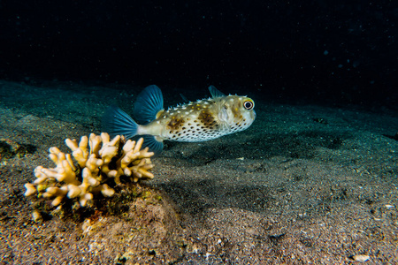 生态系统 银莲花 潜水 海的 盐水 环境 海洋 珊瑚 野生动物