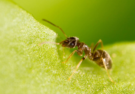蚂蚁 特写镜头 动物 触角 昆虫 泰国 自然 树叶 野生动物