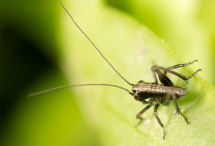 植物 昆虫 蚱蜢 夏天 缺陷 面对 生活 野生动物 花园