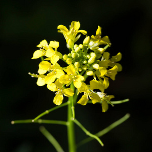 美女 菊花 开花 花园 植物 兰花 园艺 黛西 春天 向日葵