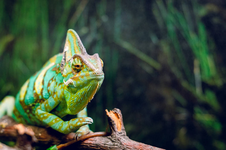 爬行动物 花园 特写镜头 颜色 森林 眼睛 鬣蜥 规模 美丽的