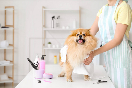 洗澡 纯种 沙龙 美容师 擦拭 洗涤 女人 梳毛 发型 职业