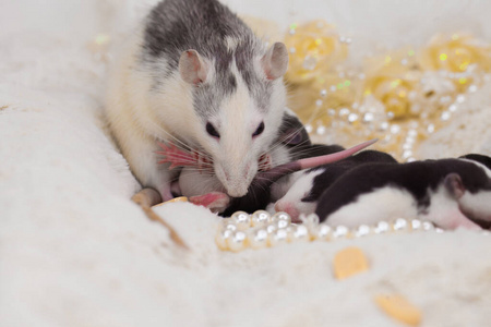 鼠标 宠物 载体 美味的 好的 情人 病毒 隐藏 老鼠 漂亮的