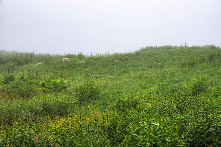 自然 草地 旅游业 美女 夏天 薄雾 天空 早晨 生长 风景