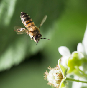 昆虫 蜂蜜 涡轮 动物 夏天 花的 特写镜头 花蜜 植物