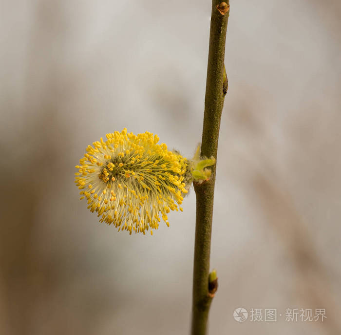 授粉 美丽的 环境 植物学 过敏 自然 盛开 生长 季节