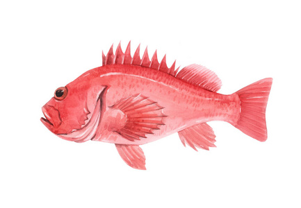 美丽的股票插图与水彩手绘海鲈鱼。