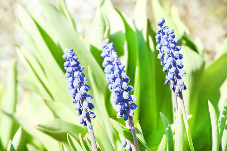 葡萄 风信子 特写镜头 植物 生长 植物学 夏天 开花 花园