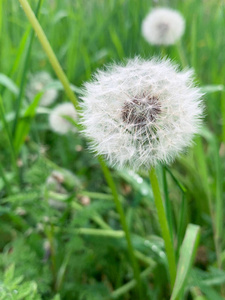 领域 毛茸茸的 花园 花粉 草地 公园 授粉 特写镜头 生长