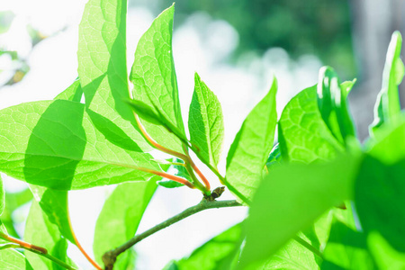 树叶 美丽的 植物区系 春天 花园 植物 阳光 太阳 夏天