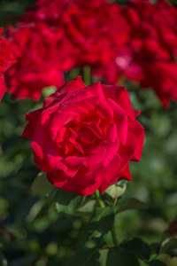 春天 软的 玫瑰 季节 灌木 浪漫的 浪漫 自然 花园 园艺