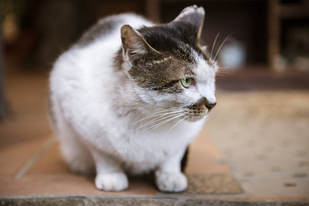 漂亮的 小猫 动物 毛皮 在一起 乐趣 肖像 宠物 哺乳动物