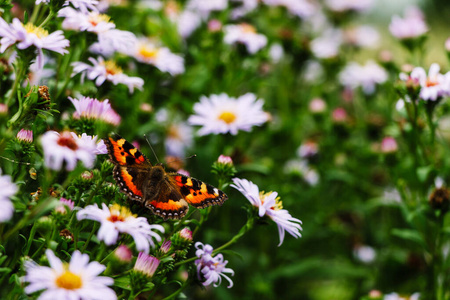 美丽的 特写镜头 花园 春天 动物 植物 翅膀 自然 颜色