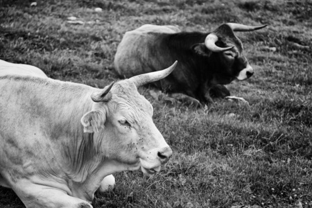 牛奶 西班牙语 卡马格 奶牛 农业 哺乳动物 牛肉 草地