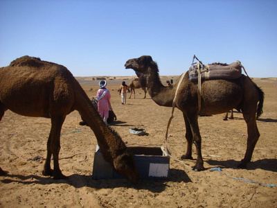 沙漠 沙丘 热的 旅行 冒险 撒哈拉 全景图 自然 极端