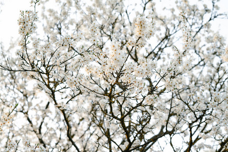 季节 特写镜头 四月 樱花 苹果 梅子 花的 颜色 分支