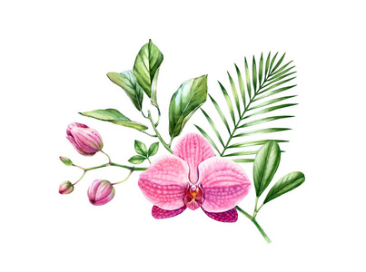 水彩兰花花束。异国情调的粉红色花朵的枝条。棕榈叶插花。白色的热带植物。植物手绘插图