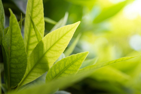 季节 颜色 集中 夏天 生态学 自然 太阳 花园 美丽的