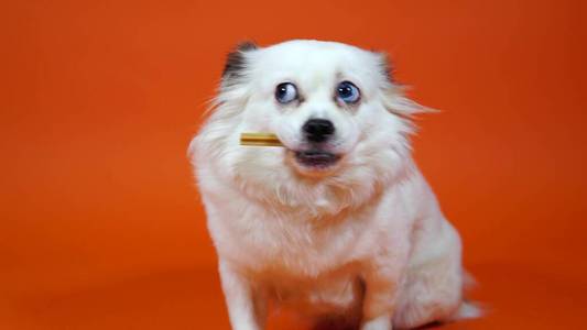 狗的特写镜头,橙色背景上的牙签.照片