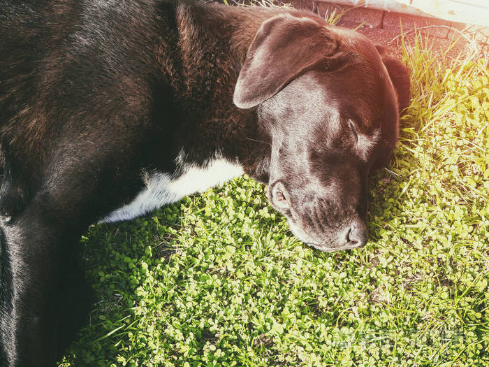 街上的黑狗睡在绿草上