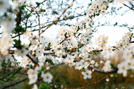 樱桃 花的 生长 天空 植物区系 植物 美丽的 季节 美女