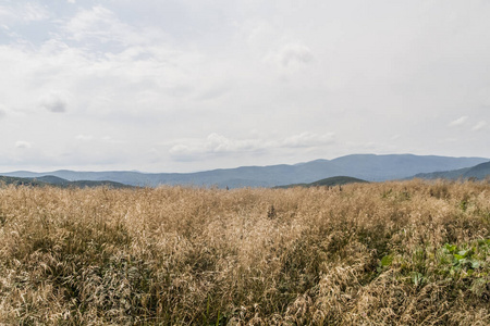 消息 夏天 灵感 森林 小山 徒步旅行 天空 环境 公园