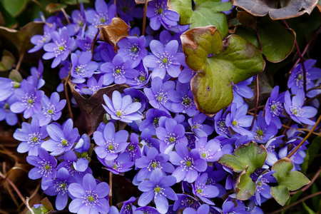 花的 紫罗兰 颜色 特写镜头 美丽的 花园 花瓣 开花 盛开