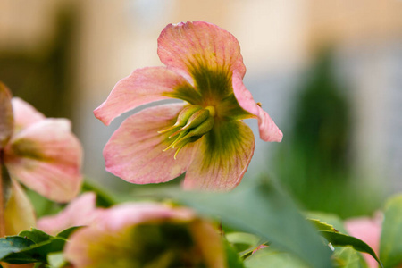 美女 美丽的 花的 自然 季节 颜色 植物学 春天 花瓣
