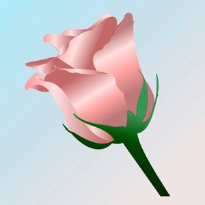 粉红色 花园 植物 自然 美丽的 美女 莲花 玫瑰 花的