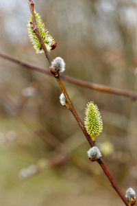 花粉 开花 柳树 自然 分支 四月 生长 植物区系 毛茸茸的