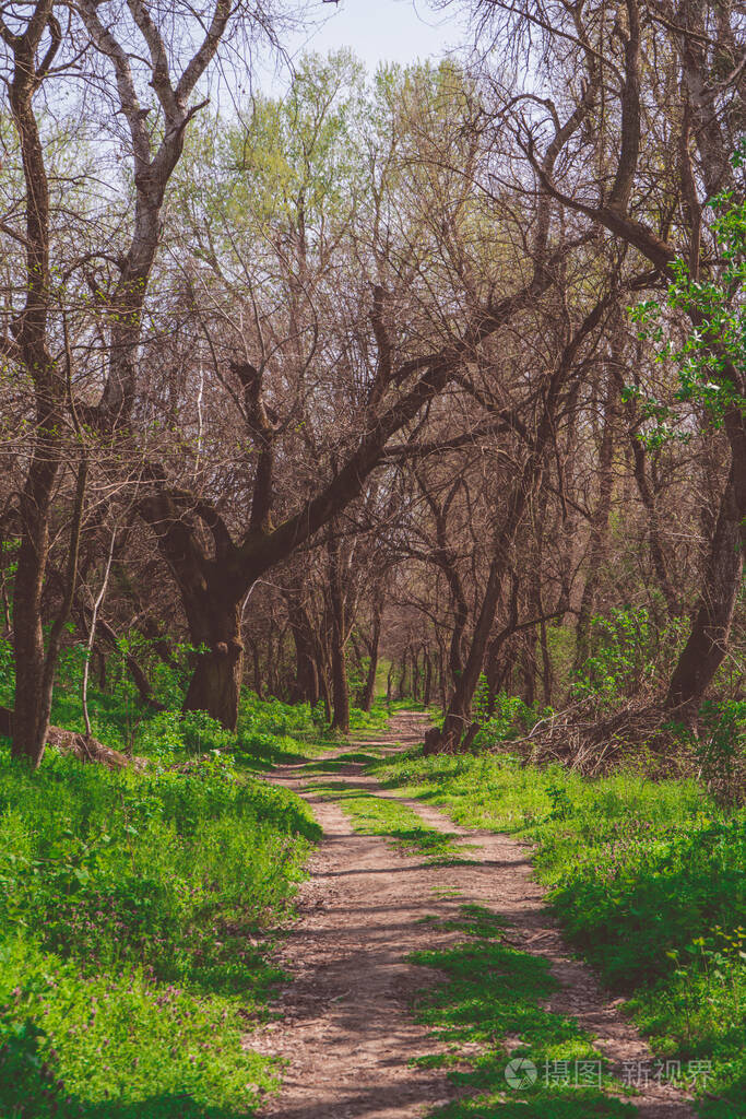 春林步道绿树成荫