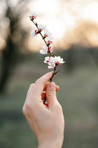 樱花 美丽的 日本人 季节 花儿 植物区系 粉红色 分支