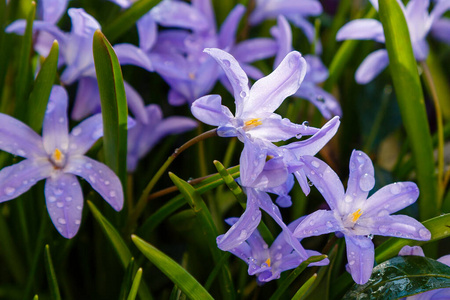 花园 植物学 环境 植物 盛开 花的 美女 特写镜头 紫色