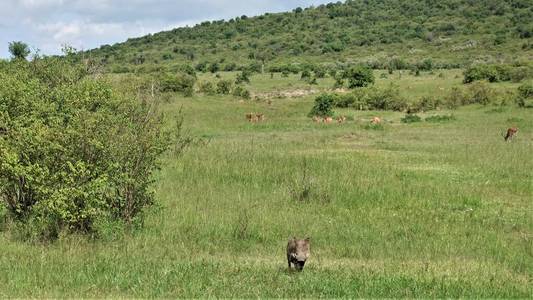 兽群 非洲 游猎 哺乳动物 食草动物 夏天 假日 天空 羚羊