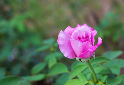 自然 浪漫的 玫瑰 粉红色 花园 美丽的 盛开 花的 颜色