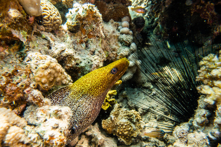 帕劳 动物 野生动物 障碍 海鳗 水下 鳗鱼 美丽的 生活