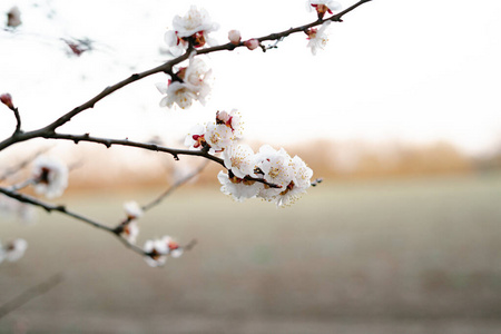 春天 果园 樱桃 日本人 颜色 樱花 花儿 健康 天空 植物区系