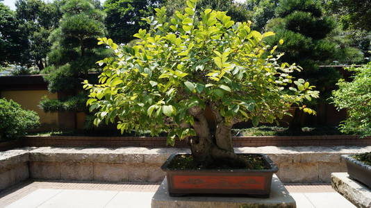 古老的 建筑学 森林 天空 花园 岩石 旅行 植物 自然