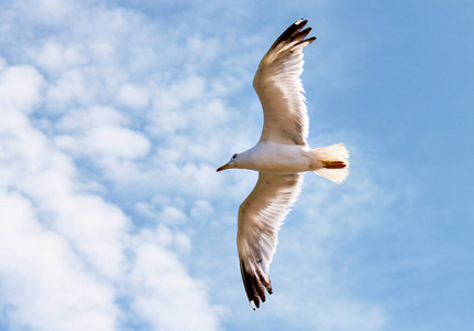 翅膀 飞行 羽毛 海鸥 自然 自由 动物 天空 滑翔 航班