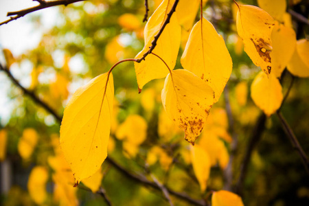 颜色 季节 分支 枫树 森林 天空 秋天 公园 植物 自然