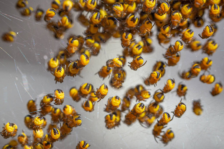 王冠蜘蛛孵化的幼蜘蛛照片