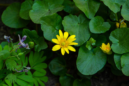 杂草 花园 自然 盛开 花的 植物学 开花 黛西 草坪 公园